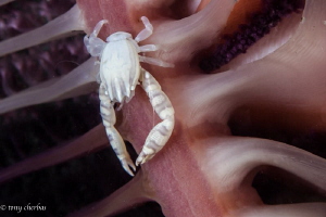 Porcelain Crab on a Sea Pen by Tony Cherbas 